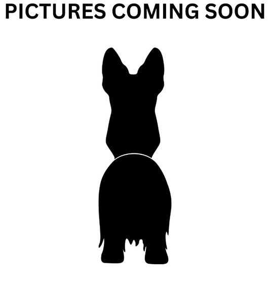 Scottish Terrier Planter